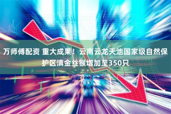 万师傅配资 重大成果！云南云龙天池国家级自然保护区滇金丝猴增加至350只