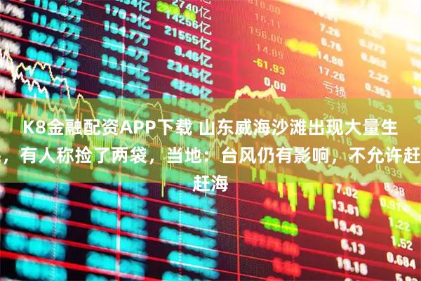 K8金融配资APP下载 山东威海沙滩出现大量生蚝，有人称捡了两袋，当地：台风仍有影响，不允许赶海